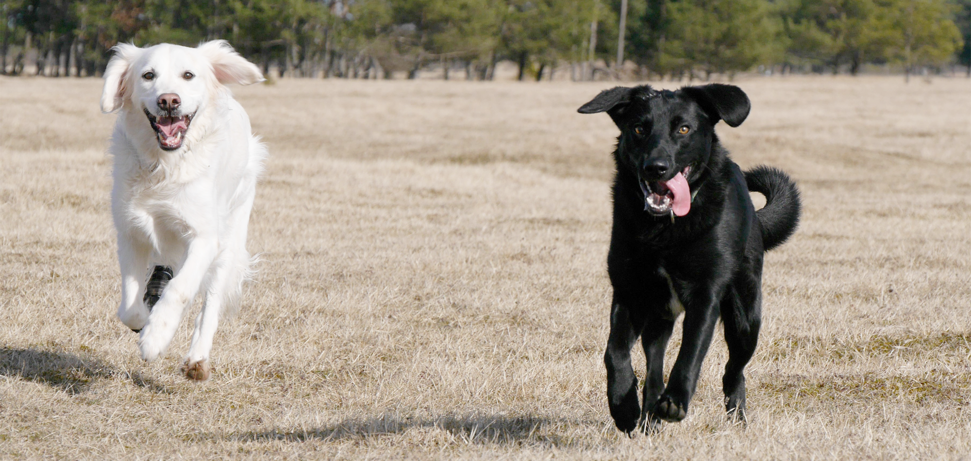 Dogtraining