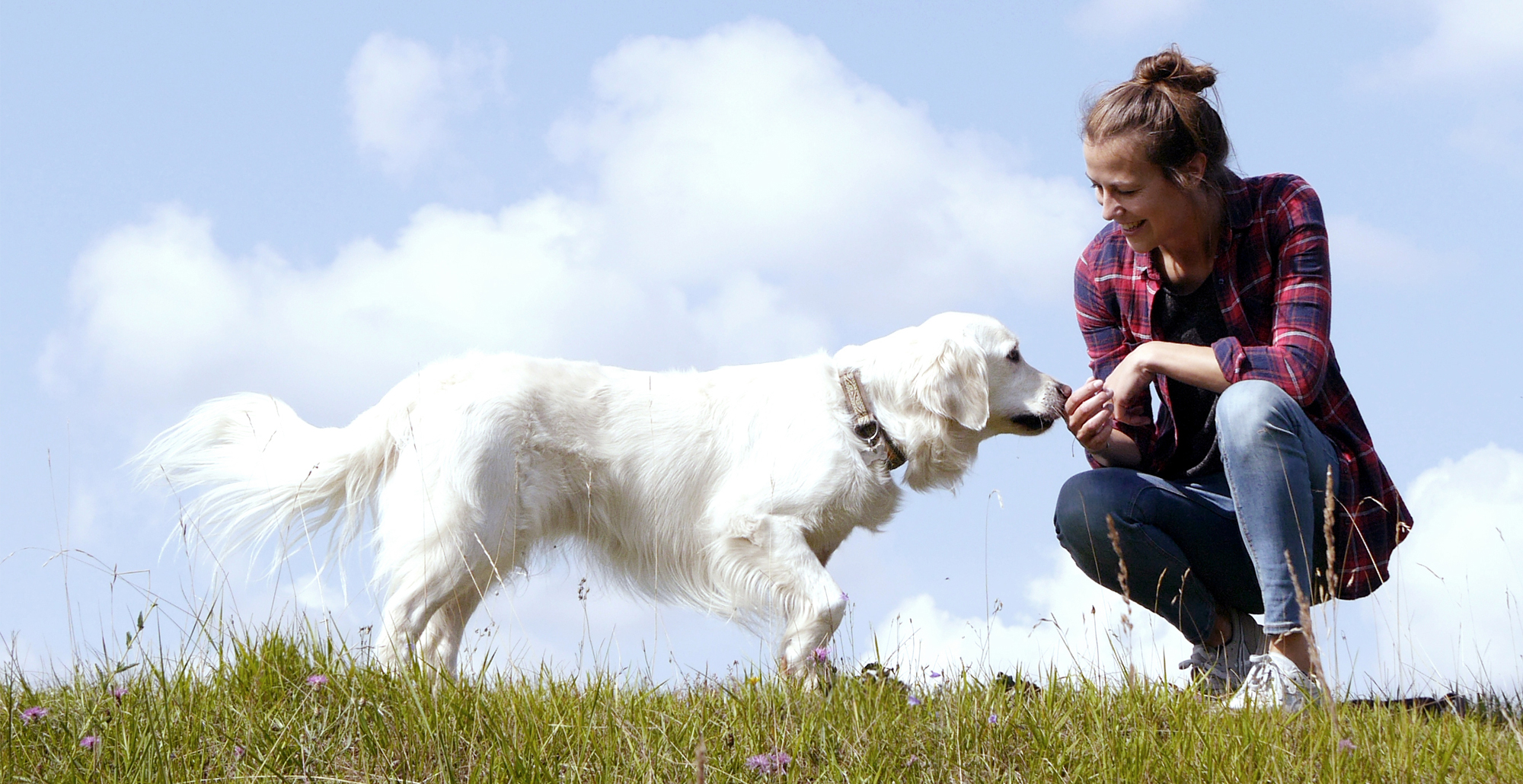 Dogtraining